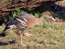 Plumed Whistling Duck (WWT Slimbridge April 2013) - pic by Nigel Key